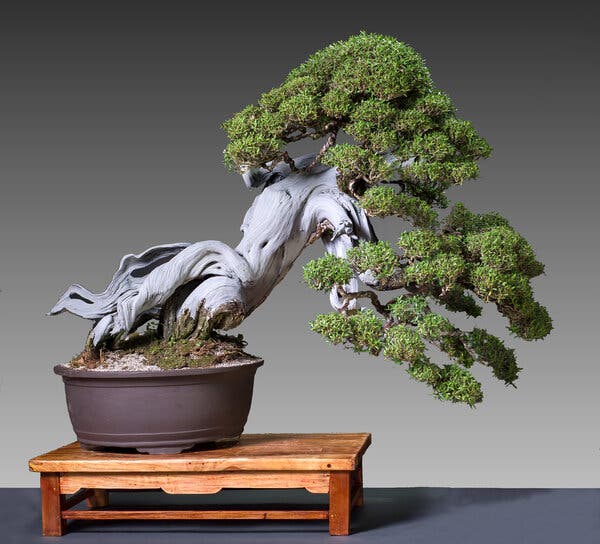The Art of Bonsai: Mastering Timeless Miniature Tree Beauty