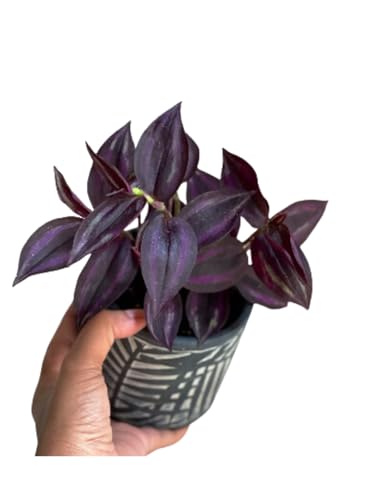PLANTVERS Purple Jew Live Plant in a 4