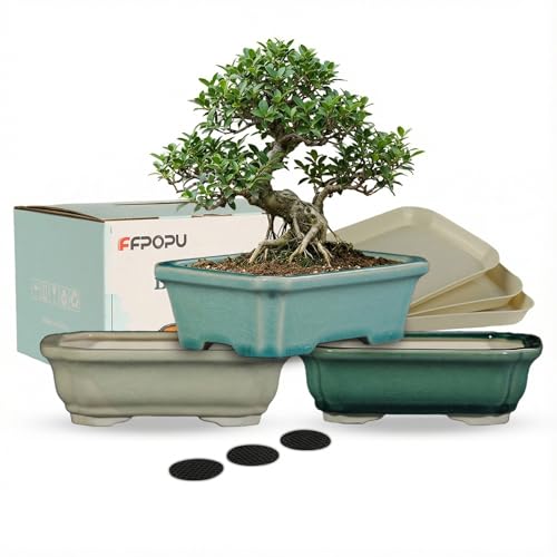 FFPOPU 3-Packs Ceramic Bonsai Pots with Drainage Tray, 6-inch Cute Bonsai Tree Pot with Ice Cracked Glaze, Small Bonsai Planter Pot for Desktop Decoration