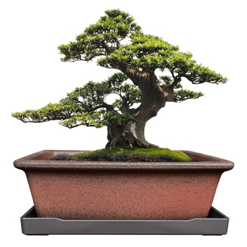 MUZHI Decorative Ceramic Bonsai Planter Pot 8.5 Inch with Tray, Breathable Unglazed Rectangle Terracotta Clay Pot for Tree Succulent Cactus Indoor Outdoor Red Brown