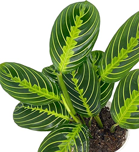 Live Plant, Lemon Lime Maranta Prayer Plant, Pet Friendly, Air Purifying Plant, Easy Care, Easy to Grow Live Indoor Plant, Houseplant, Rare Indoor Plant, Home Décor 4 inch White Pot