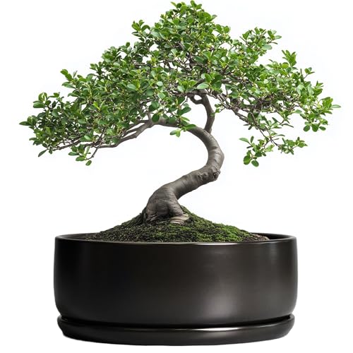 SQOWL Bonsai Pots - 8 Inch Ceramic Plant Pots for Succulents, Round Indoor Planter with Drainage Hole and Saucer, Shallow Modern Planter Bowl, Room Decor, Black