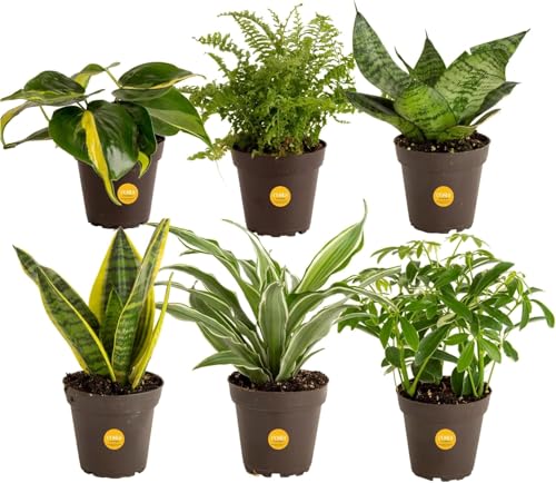 Costa Farms Live Indoor Plant Bundle in Plastic Pots, Easy to Maintain, Air Purifying Houseplants, Assorted Varieties, Room or Home Decor, House Warming Gift, 8-12 Inches Tall, Pack of 6