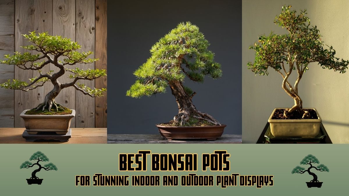 Bonsai Pots