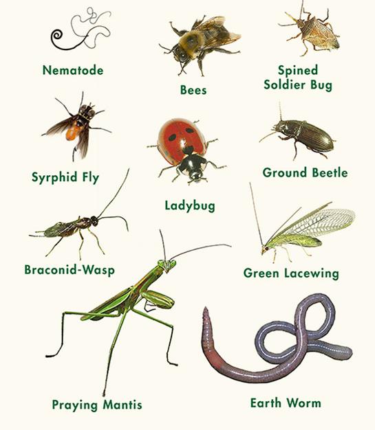 Beneficial Insects for Garden: Essential Allies for Thriving Plants