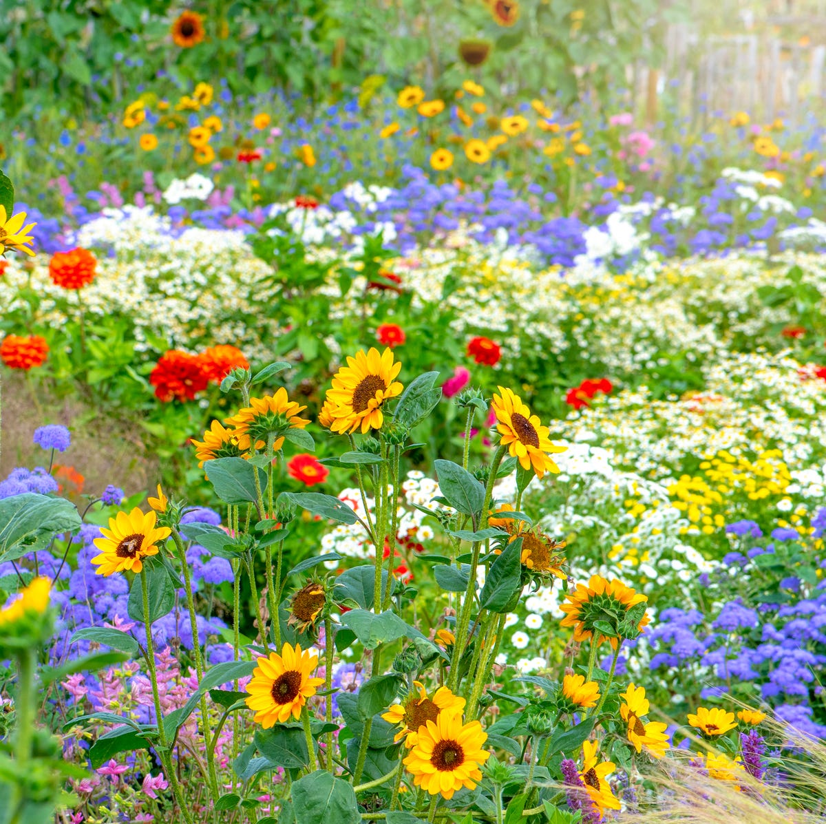 Chaos Gardening: Unlock Wild Beauty with Effortless Nature